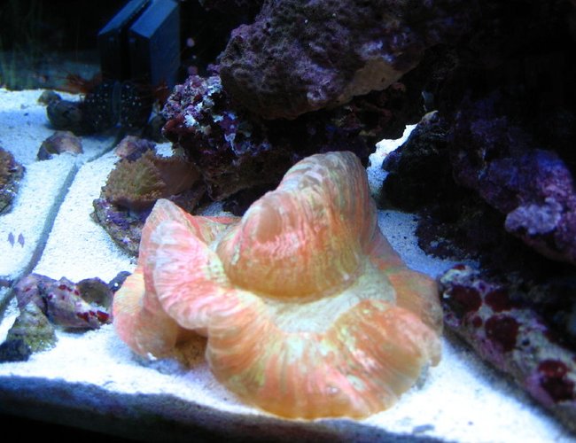 corals inverts - trachyphyllia geoffroyi - brain coral, trachyphyllia stocking in 75 gallons tank - open brain corals inverts - trachyphyllia geoffroyi - brain coral, trachyphyllia stocking in 75 gallons tank - open brain