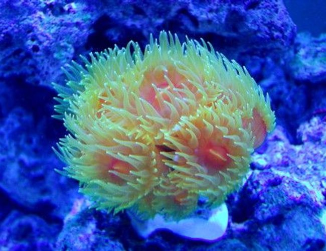 corals inverts - dendrophylliidae - dendrophyllia stocking in 90 gallons tank - Dendrophyllia corals inverts - dendrophylliidae - dendrophyllia stocking in 90 gallons tank - Dendrophyllia