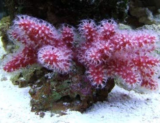 corals inverts - nephthyigorgia sp. - chili cactus coral stocking in 55 gallons tank - Chili Cactus Coral corals inverts - nephthyigorgia sp. - chili cactus coral stocking in 55 gallons tank - Chili Cactus Coral