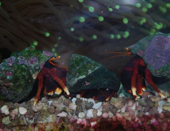 corals inverts - ciliopagurus strigatus - halloween hermit crab stocking in 75 gallons tank - Omg they got me surrounded, HELP!!!!! corals inverts - ciliopagurus strigatus - halloween hermit crab stocking in 75 gallons tank - Omg they got me surrounded, HELP!!!!!