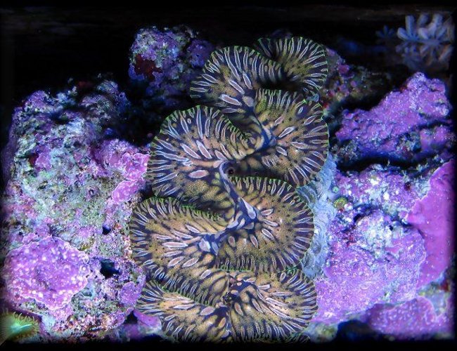 corals inverts - tridacna maxima - maxima clam, gold stocking in 125 gallons tank - teardrop maxima clam corals inverts - tridacna maxima - maxima clam, gold stocking in 125 gallons tank - teardrop maxima clam