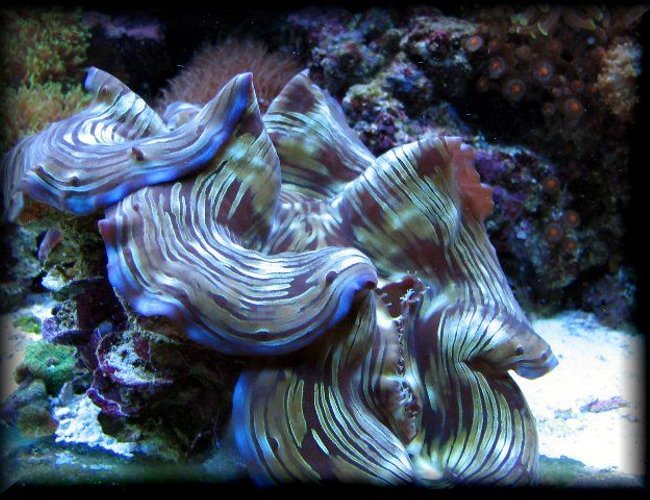 corals inverts - tridacna squamosa - squamosa clam stocking in 125 gallons tank - Squamosa clam corals inverts - tridacna squamosa - squamosa clam stocking in 125 gallons tank - Squamosa clam