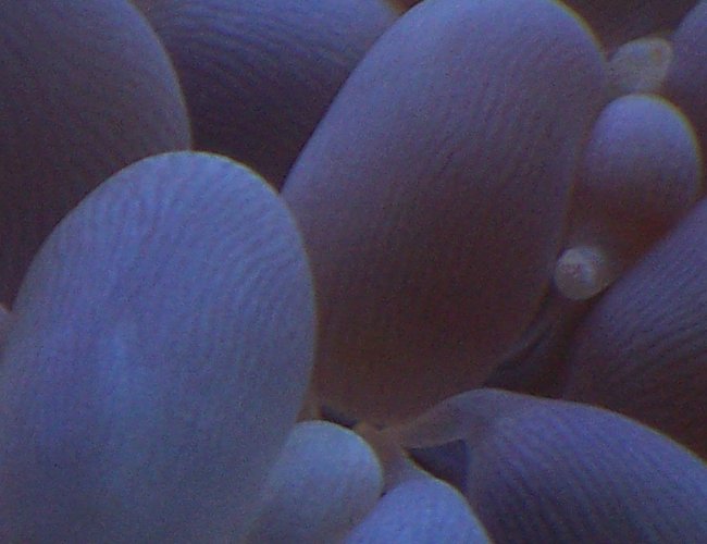 corals inverts - plerogyra sinuosa - bubble coral, white stocking in 38 gallons tank - Plegrogyra corals inverts - plerogyra sinuosa - bubble coral, white stocking in 38 gallons tank - Plegrogyra