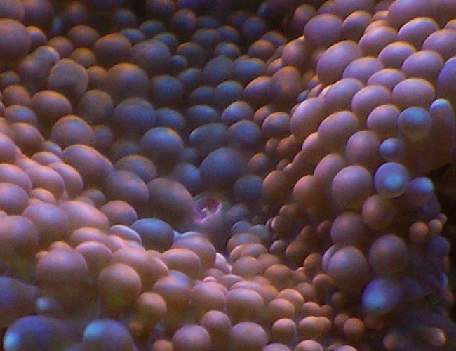 corals inverts - ricordea florida - ricordea mushroom stocking in 38 gallons tank - Ricordea floridia (orange) corals inverts - ricordea florida - ricordea mushroom stocking in 38 gallons tank - Ricordea floridia (orange)