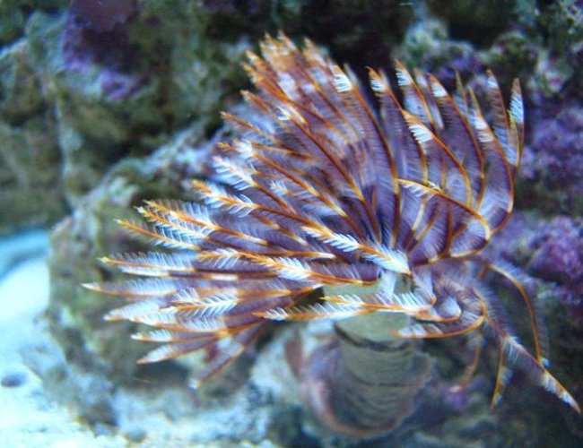 corals inverts - sabellastarte sp. - feather duster stocking in 46 gallons tank - Purple and white feather duster. corals inverts - sabellastarte sp. - feather duster stocking in 46 gallons tank - Purple and white feather duster.