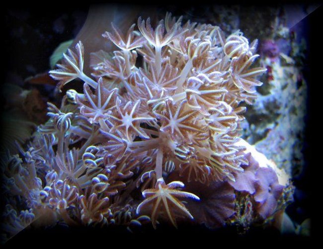 corals inverts - xenia elongata - silver branch pumping xenia stocking in 125 gallons tank - xenia corals inverts - xenia elongata - silver branch pumping xenia stocking in 125 gallons tank - xenia