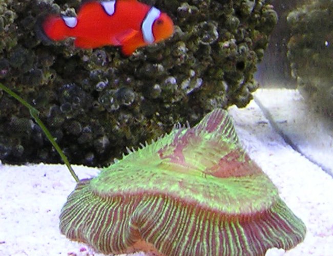 corals inverts - trachyphyllia radiata - brain coral stocking in 10 gallons tank - Genome, my mis-banded clownfish, hovering over the open brain coral. corals inverts - trachyphyllia radiata - brain coral stocking in 10 gallons tank - Genome, my mis-banded clownfish, hovering over the open brain coral.