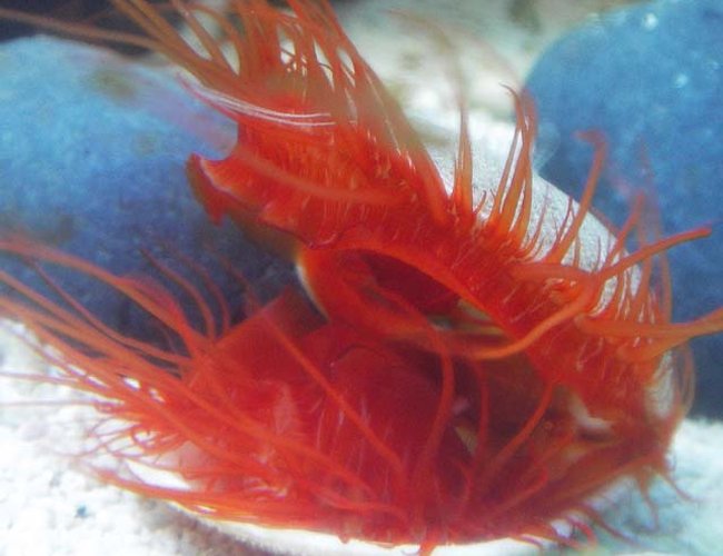 corals inverts - lima sp. - electric flame scallop stocking in 67 gallons tank - Electric Flame Scallop corals inverts - lima sp. - electric flame scallop stocking in 67 gallons tank - Electric Flame Scallop