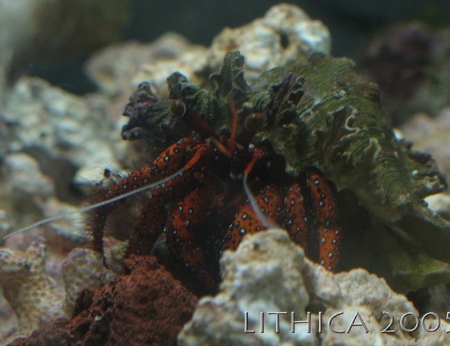 corals inverts - clibanarius sp. - dwarf red tip hermit crab stocking in 125 gallons tank - Red Hermit Crab (In a 2.5 gallon). Trouble in a Reef Tank, wouldn't leave my corals alone, constantly picking through them for food or just to be a nusiance! corals inverts - clibanarius sp. - dwarf red tip hermit crab stocking in 125 gallons tank - Red Hermit Crab (In a 2.5 gallon). Trouble in a Reef Tank, wouldn't leave my corals alone, constantly picking through them for food or just to be a nusiance!