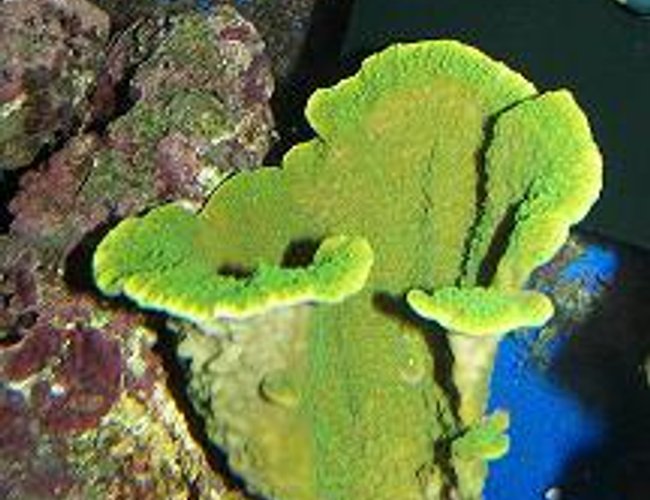 corals inverts - montipora capricornis - green apple cap coral stocking in 120 gallons tank - my montapora in a 120 reef raidermann corals inverts - montipora capricornis - green apple cap coral stocking in 120 gallons tank - my montapora in a 120 reef raidermann