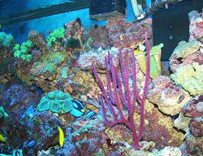 corals inverts - muriceopsis flavida - purple brush gorgonian stocking in 120 gallons tank - PURPLE GORGONIA corals inverts - muriceopsis flavida - purple brush gorgonian stocking in 120 gallons tank - PURPLE GORGONIA