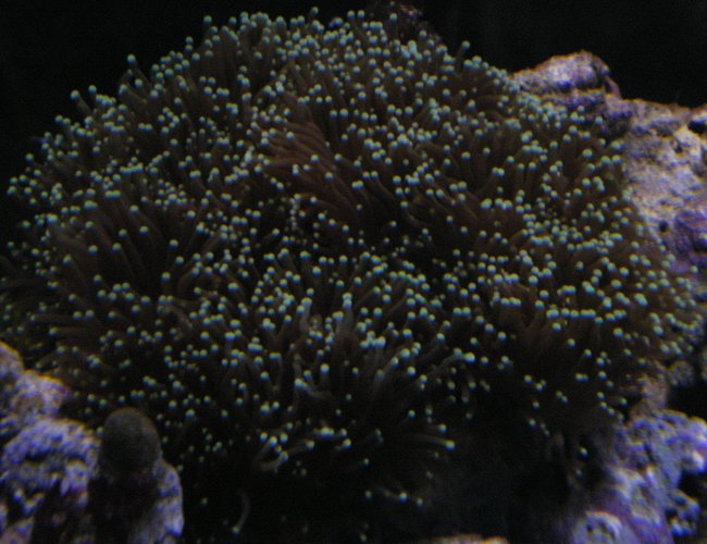 corals inverts - euphyllia glabrescens - torch coral stocking in 90 gallons tank - My Torch Coral corals inverts - euphyllia glabrescens - torch coral stocking in 90 gallons tank - My Torch Coral