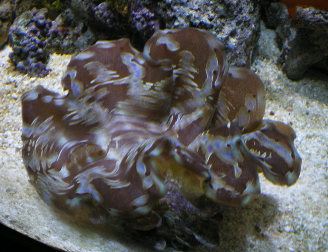 corals inverts - tridacna squamosa - squamosa clam stocking in 90 gallons tank - Squamosa Clam corals inverts - tridacna squamosa - squamosa clam stocking in 90 gallons tank - Squamosa Clam