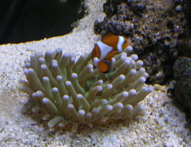 corals inverts - heliofungia actiniformis - plate coral, long tentacle stocking in 90 gallons tank - Green Heliofungia corals inverts - heliofungia actiniformis - plate coral, long tentacle stocking in 90 gallons tank - Green Heliofungia