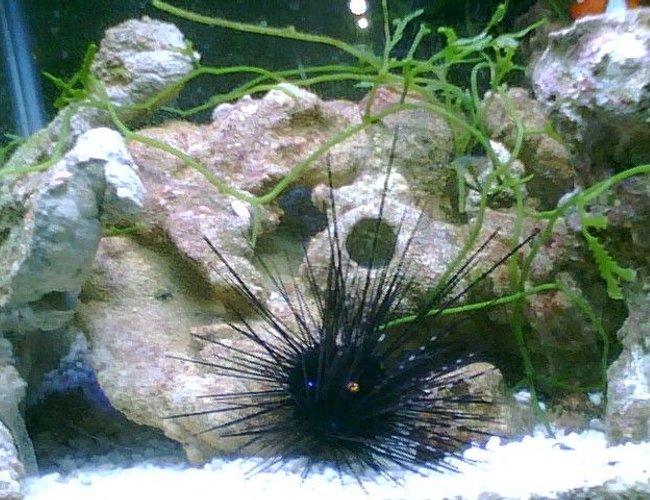 corals inverts - diadema setosum - longspine urchin, black stocking in 55 gallons tank - My Urchin, feeding off of my homemade liverock corals inverts - diadema setosum - longspine urchin, black stocking in 55 gallons tank - My Urchin, feeding off of my homemade liverock