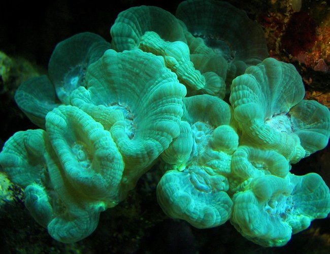 corals inverts - caulastrea furcata - candy cane coral stocking in 125 gallons tank - The same colony of Torch coral June 2008 corals inverts - caulastrea furcata - candy cane coral stocking in 125 gallons tank - The same colony of Torch coral June 2008