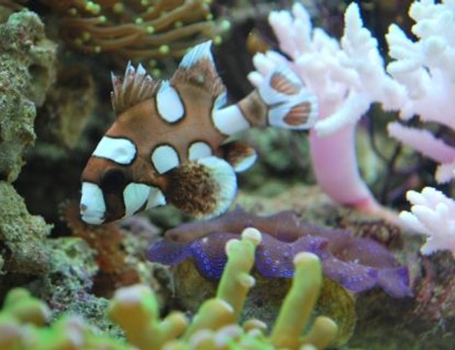 corals inverts - tridacna crocea - crocea clam stocking in 60 gallons tank - My favorite clown fish of all - My
Sweet Lips -
(IF YOU DO NOT LIKE OUR PICTURES THEN YOU DO NOT HAVE TO LOOK AT THEM, BUT VOTING 0 IS VERY NEGATIVE ON YOUR PART) PLEASE JUST MOVE ON - THANKS!!!! corals inverts - tridacna crocea - crocea clam stocking in 60 gallons tank - My favorite clown fish of all - My
Sweet Lips -
(IF YOU DO NOT LIKE OUR PICTURES THEN YOU DO NOT HAVE TO LOOK AT THEM, BUT VOTING 0 IS VERY NEGATIVE ON YOUR PART) PLEASE JUST MOVE ON - THANKS!!!!