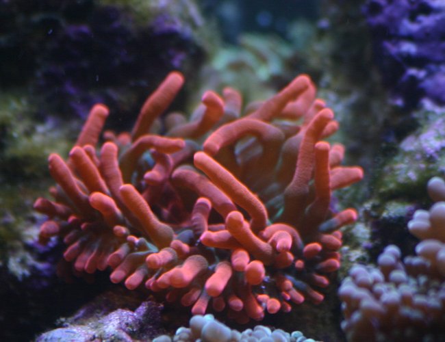 corals inverts - entacmaea quadricolor - rose bulb anemone stocking in 130 gallons tank - Rose anemone corals inverts - entacmaea quadricolor - rose bulb anemone stocking in 130 gallons tank - Rose anemone
