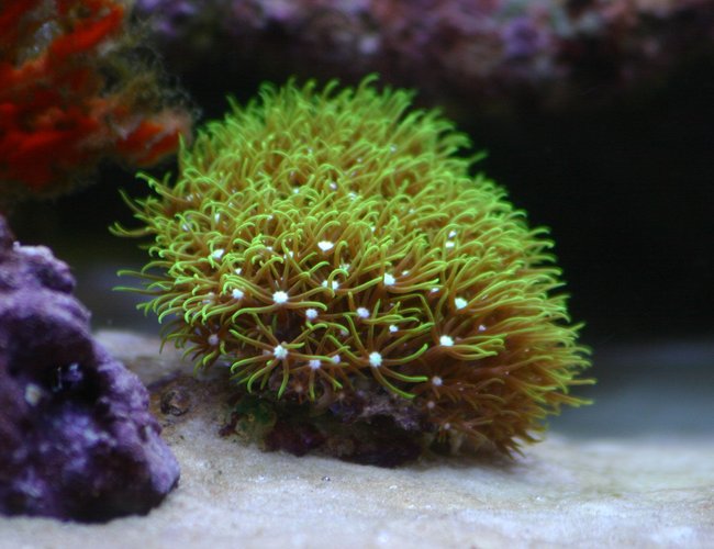 corals inverts - briareum sp. - starburst polyp stocking in 130 gallons tank - Green star polyp (frag) corals inverts - briareum sp. - starburst polyp stocking in 130 gallons tank - Green star polyp (frag)