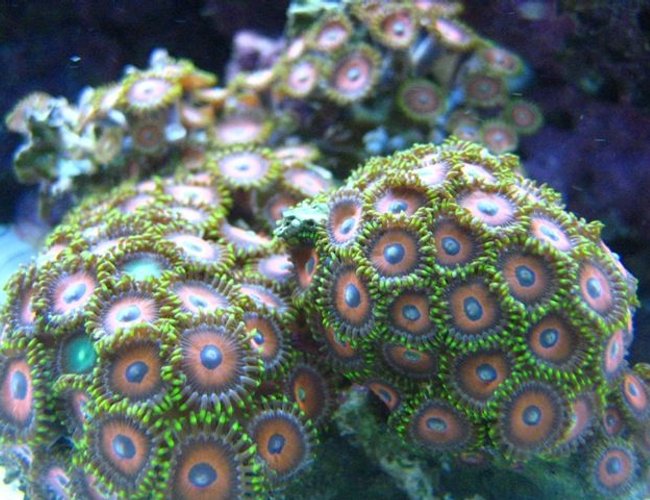 corals inverts - zoanthus sp. - eagle eye zoanthids stocking in 46 gallons tank - Eagle Eye Zoanthids corals inverts - zoanthus sp. - eagle eye zoanthids stocking in 46 gallons tank - Eagle Eye Zoanthids