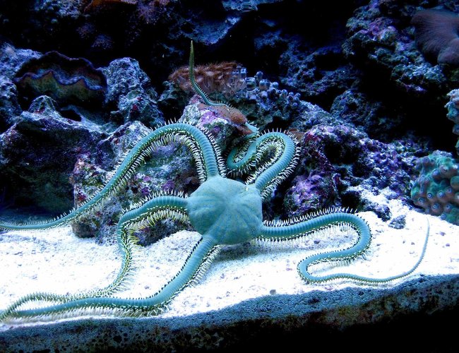 corals inverts - ophiothrix sp. - brittle sea star stocking in 90 gallons tank - "The Green Monster", brittle star
Each leg is about 7-8 inches long corals inverts - ophiothrix sp. - brittle sea star stocking in 90 gallons tank - "The Green Monster", brittle star
Each leg is about 7-8 inches long