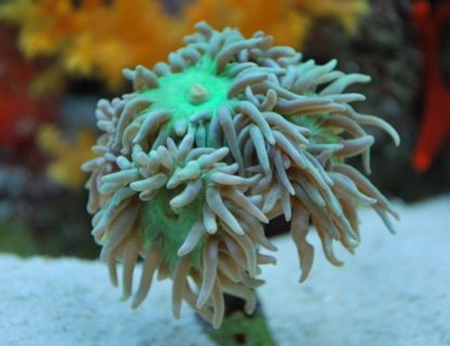 corals inverts - duncanopsammia axifuga - giant green polyp duncan stocking in 60 gallons tank - Duncans heads after they have just ate
(IF YOU DO NOT LIKE OUR PICTURES THEN YOU DO NOT HAVE TO LOOK AT THEM, BUT VOTING 0 IS VERY NEGATIVE ON YOUR PART) PLEASE JUST MOVE ON - THANKS!!!! corals inverts - duncanopsammia axifuga - giant green polyp duncan stocking in 60 gallons tank - Duncans heads after they have just ate
(IF YOU DO NOT LIKE OUR PICTURES THEN YOU DO NOT HAVE TO LOOK AT THEM, BUT VOTING 0 IS VERY NEGATIVE ON YOUR PART) PLEASE JUST MOVE ON - THANKS!!!!