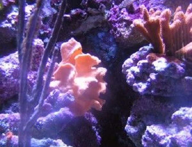 corals inverts - pterogorgia citrina - green lace gorgonian stocking in 29 gallons tank - Into the canyon corals inverts - pterogorgia citrina - green lace gorgonian stocking in 29 gallons tank - Into the canyon