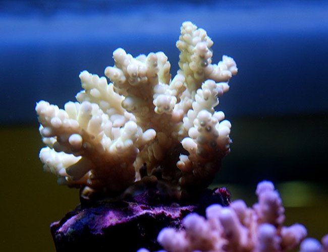 corals inverts - acropora lokani - leagues lokani stocking in 150 gallons tank - sps corals inverts - acropora lokani - leagues lokani stocking in 150 gallons tank - sps