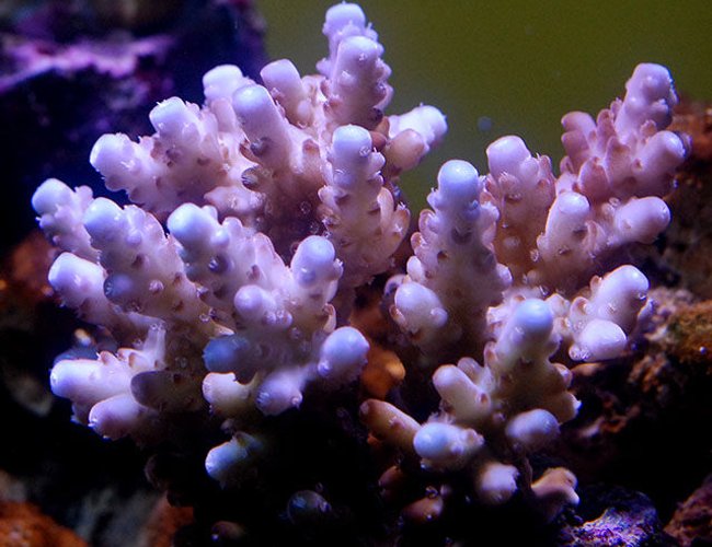 corals inverts - acropora lokani - leagues lokani stocking in 150 gallons tank - sps corals inverts - acropora lokani - leagues lokani stocking in 150 gallons tank - sps