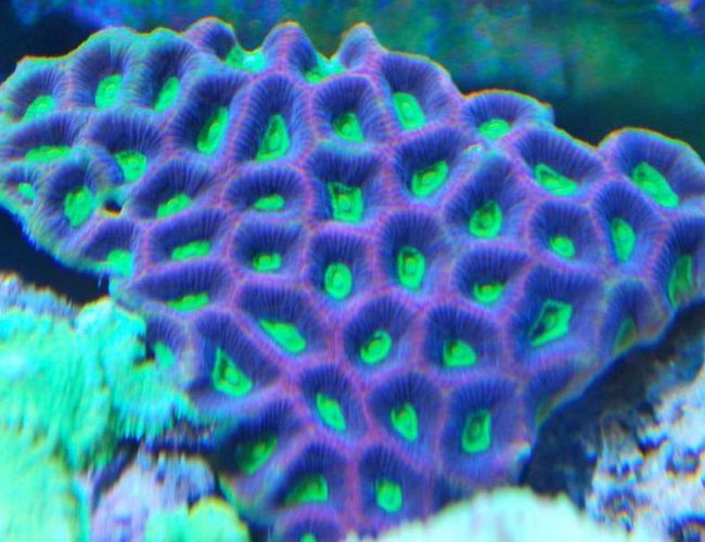 corals inverts - favites sp. - brain coral, favites stocking in 55 gallons tank - prizm favia truly natures art corals inverts - favites sp. - brain coral, favites stocking in 55 gallons tank - prizm favia truly natures art