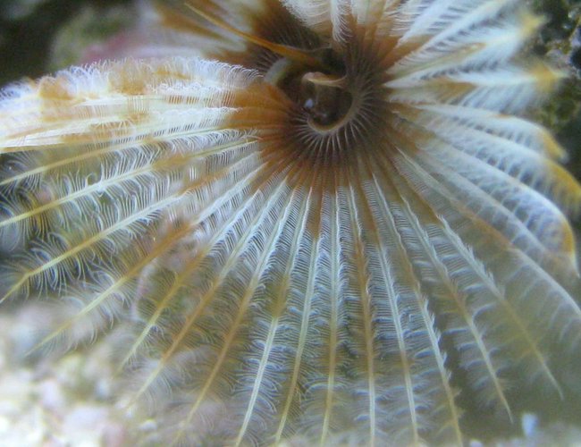 corals inverts - sabellastarte magnifica - magnificent feather duster stocking in 90 gallons tank - Feather Duster corals inverts - sabellastarte magnifica - magnificent feather duster stocking in 90 gallons tank - Feather Duster