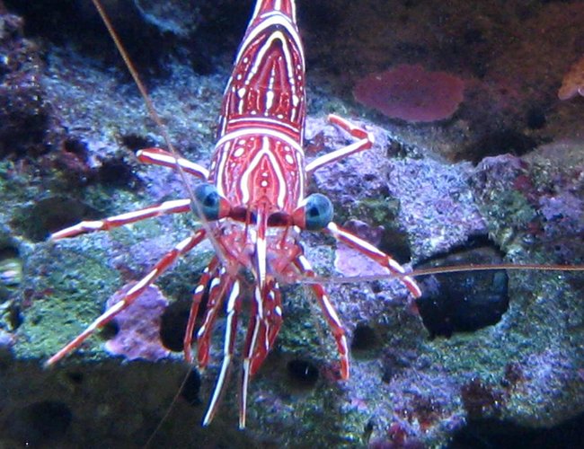 corals inverts - lysmata wurdemanni - peppermint shrimp stocking in 90 gallons tank - Peppermint corals inverts - lysmata wurdemanni - peppermint shrimp stocking in 90 gallons tank - Peppermint