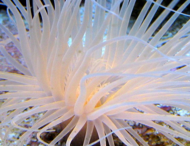 corals inverts - cerianthus membranacea - tube anemone stocking in 90 gallons tank - Pink Tube Anenome corals inverts - cerianthus membranacea - tube anemone stocking in 90 gallons tank - Pink Tube Anenome