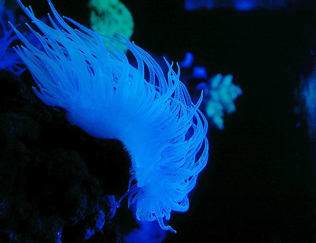 corals inverts - rhyzotrochus typus - white rhyzo stocking in 150 gallons tank - rhyzos looking like a cockatoo crown. corals inverts - rhyzotrochus typus - white rhyzo stocking in 150 gallons tank - rhyzos looking like a cockatoo crown.