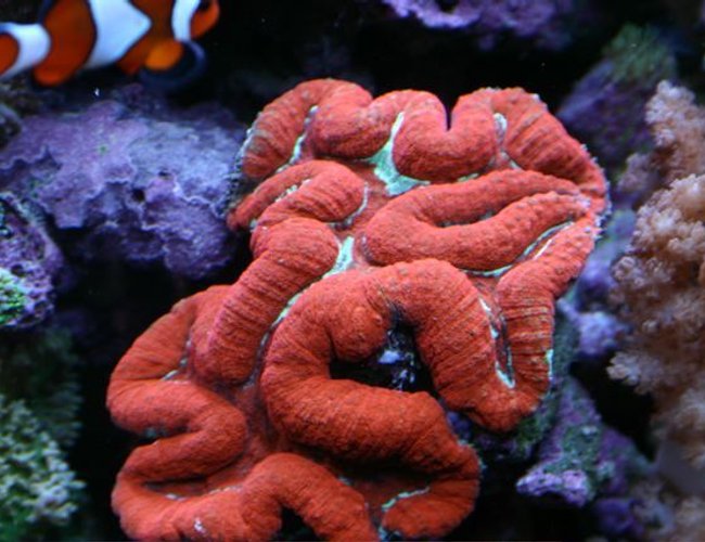 corals inverts - lobophyllia hemprichii - brain coral, lobophyllia stocking in 80 gallons tank - coral from 65 reef corals inverts - lobophyllia hemprichii - brain coral, lobophyllia stocking in 80 gallons tank - coral from 65 reef