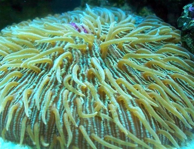 corals inverts - fungia repanda - plate coral, neon green - short tentacle stocking in 56 gallons tank - Plate Coral corals inverts - fungia repanda - plate coral, neon green - short tentacle stocking in 56 gallons tank - Plate Coral