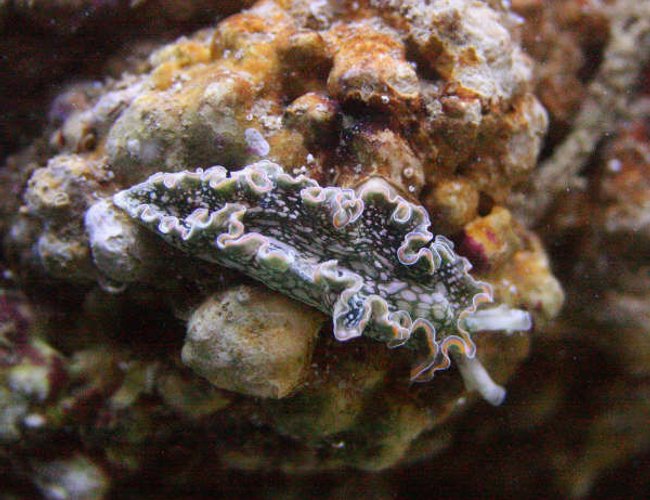 corals inverts - tridachia crispata - lettuce sea slug (nudibranch) stocking in 155 gallons tank - Lettuce slug corals inverts - tridachia crispata - lettuce sea slug (nudibranch) stocking in 155 gallons tank - Lettuce slug