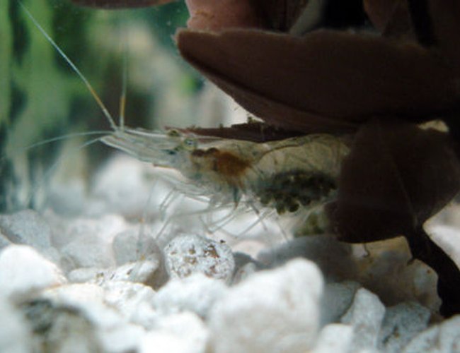 corals inverts - paleomonetes sp. - ghost shrimp stocking in 55 gallons tank - A ghost shrimp holding eggs that look about ready to pop. corals inverts - paleomonetes sp. - ghost shrimp stocking in 55 gallons tank - A ghost shrimp holding eggs that look about ready to pop.