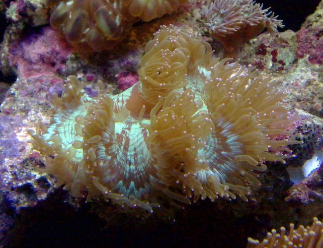 corals inverts - catalaphyllia jardinei - elegance coral stocking in 55 gallons tank - elegance coral corals inverts - catalaphyllia jardinei - elegance coral stocking in 55 gallons tank - elegance coral