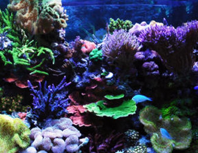 corals inverts - sarcophyton elegans - yellow fiji leather coral stocking in 125 gallons tank - Full Reef 6 years old corals inverts - sarcophyton elegans - yellow fiji leather coral stocking in 125 gallons tank - Full Reef 6 years old