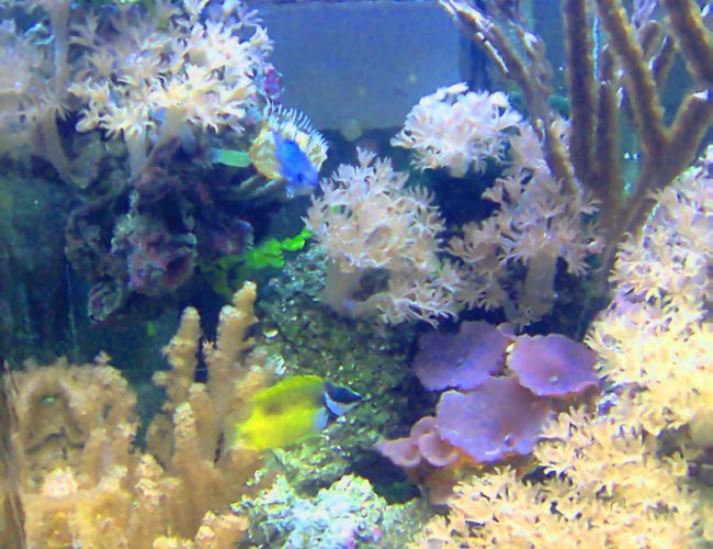 corals inverts - actinodiscus sp. - blue mushroom stocking in 35 gallons tank - my magnificent reef showcase corals inverts - actinodiscus sp. - blue mushroom stocking in 35 gallons tank - my magnificent reef showcase