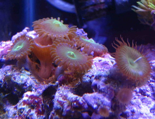 corals inverts - protopalythoa sp. - button polyp stocking in 75 gallons tank - button polyps corals inverts - protopalythoa sp. - button polyp stocking in 75 gallons tank - button polyps