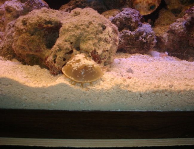corals inverts - limulus polyphemus - horseshoe crab stocking in 29 gallons tank - crab corals inverts - limulus polyphemus - horseshoe crab stocking in 29 gallons tank - crab