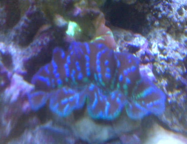 corals inverts - tridacna crocea - crocea clam stocking in 95 gallons tank - crocea clam corals inverts - tridacna crocea - crocea clam stocking in 95 gallons tank - crocea clam