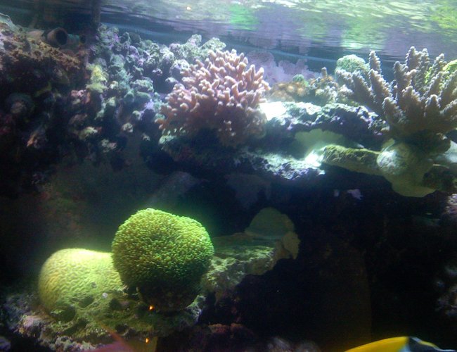 corals inverts - galaxea spp. - tooth coral stocking in 180 gallons tank - Brain and Galaxy coral corals inverts - galaxea spp. - tooth coral stocking in 180 gallons tank - Brain and Galaxy coral