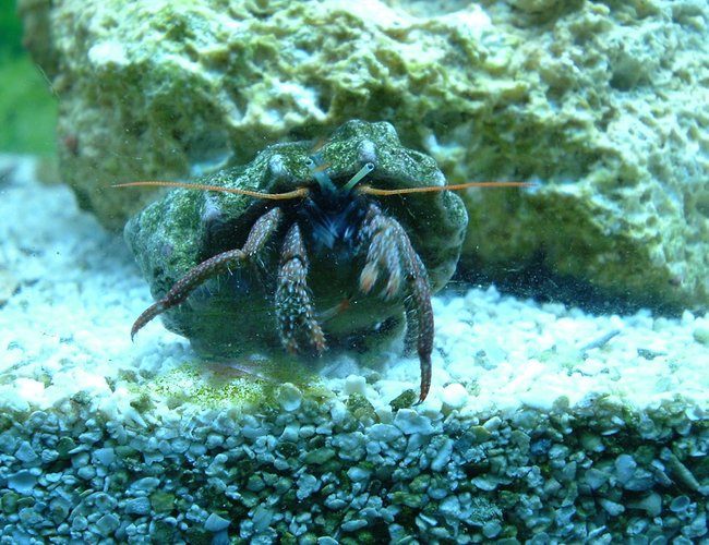 corals inverts - clibanarius tricolor - dwarf blue leg hermit crab stocking in 55 gallons tank - hermit corals inverts - clibanarius tricolor - dwarf blue leg hermit crab stocking in 55 gallons tank - hermit