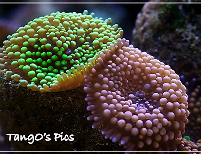 corals inverts - ricordea florida - ricordea mushroom stocking in 150 gallons tank - ricordea floridas corals inverts - ricordea florida - ricordea mushroom stocking in 150 gallons tank - ricordea floridas