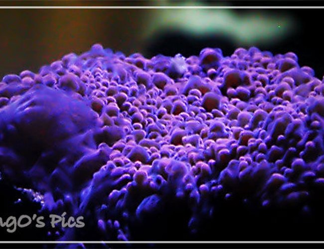 corals inverts - echinophyllia sp. - hot lava echinophyllia stocking in 150 gallons tank - enchino corals inverts - echinophyllia sp. - hot lava echinophyllia stocking in 150 gallons tank - enchino