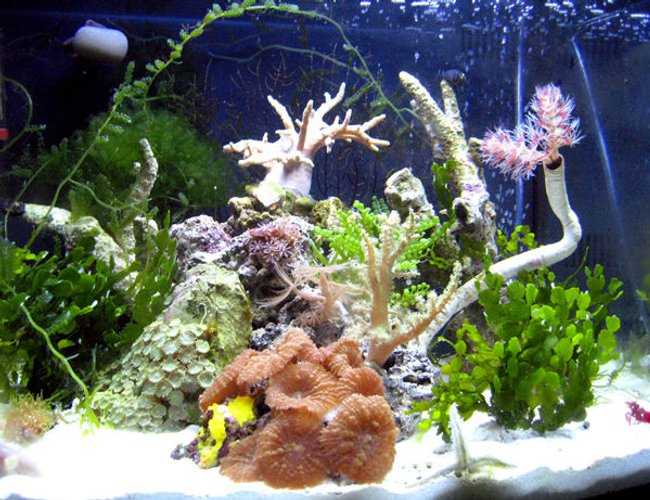 corals inverts - protula bispiralis - hard tube coco worm stocking in 29 gallons tank - I currently have 2 pipefish, a scarlet shrimp, a sand sifting sea star, three snails, three sand sifting snails, a coco worm and corals/polyps.
I am setting up a nice slow tank because I want to have sea-horses. corals inverts - protula bispiralis - hard tube coco worm stocking in 29 gallons tank - I currently have 2 pipefish, a scarlet shrimp, a sand sifting sea star, three snails, three sand sifting snails, a coco worm and corals/polyps.
I am setting up a nice slow tank because I want to have sea-horses.