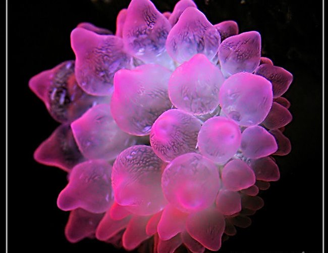 corals inverts - entacmaea quadricolor - bulb anemone stocking in 150 gallons tank - bubble tip anemone corals inverts - entacmaea quadricolor - bulb anemone stocking in 150 gallons tank - bubble tip anemone